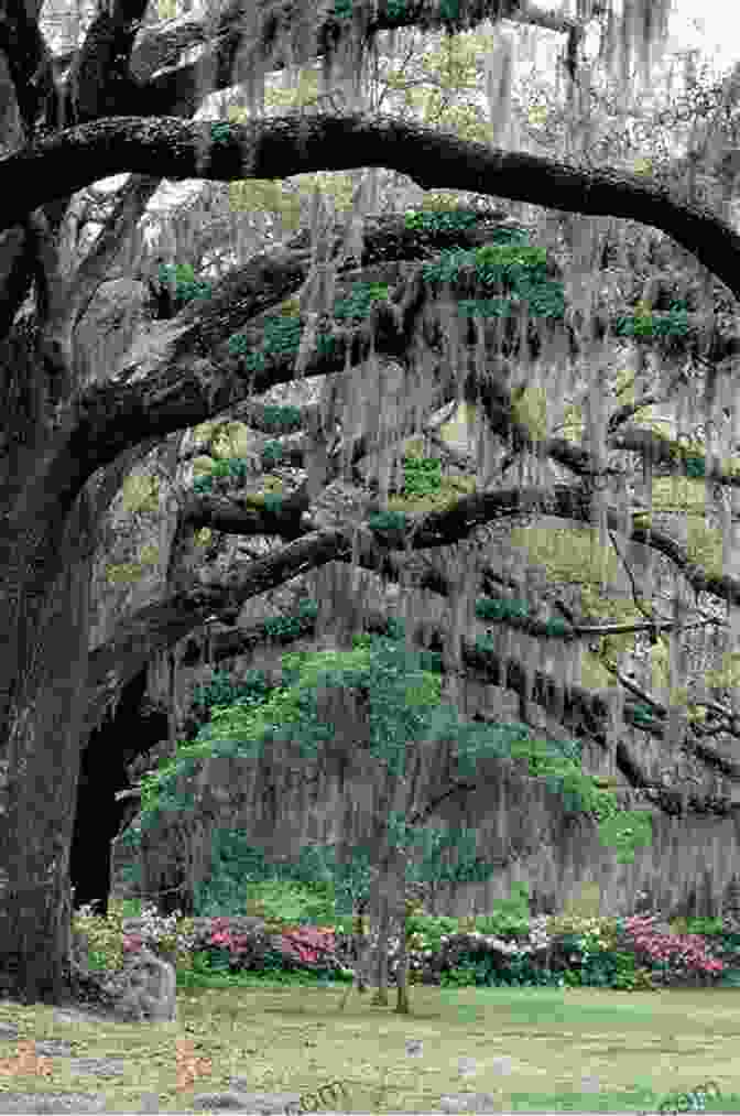 Historic Savannah With Spanish Moss Draped Oak Trees American Auto Trail Georgia S U S Highway 17 (American Auto Trails)