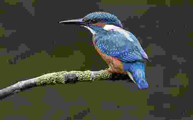 Jewel, The Young Kingfisher, Perched On A Lily Pad, Her Vibrant Plumage Glistening In The Sunlight Jewel Of The Brook: The Kingfisher S Tale