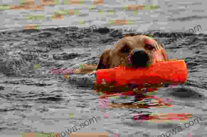 Labrador Retriever Retrieving A Dummy The Working Labrador David Hudson