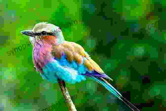 Lilac Breasted Roller Displaying Its Vibrant Colors AVITOPIA Birds Of Malawi