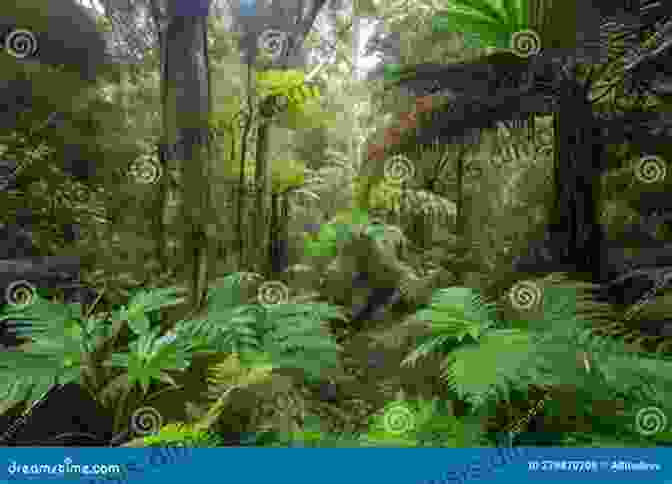 Lush Vegetation And Towering Trees Along A Trail In Morne Pavillon Nature Reserve Saint Lucia Mini Guide: Walks To Morne Pavillon Nature Reserve And Cas En Bas Beach (Our Planet Mini Guides To Saint Lucia 1)