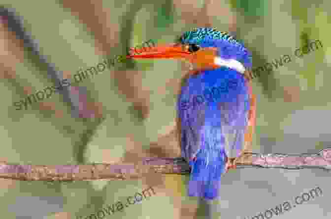 Malachite Kingfisher Perched On A Branch AVITOPIA Birds Of Malawi