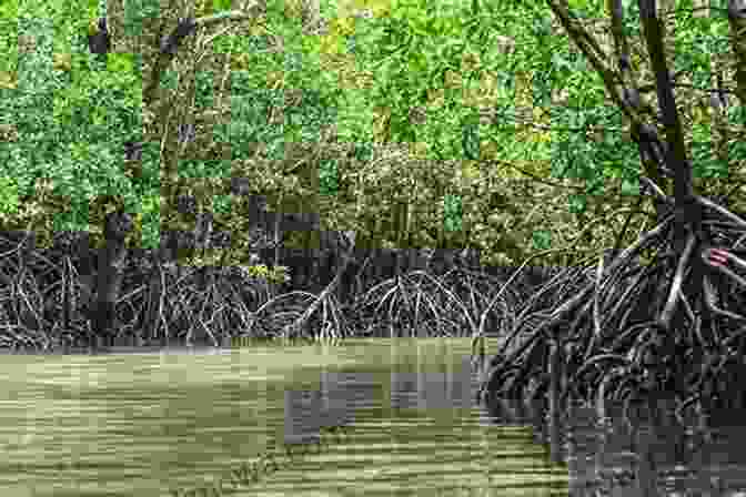 Mangrove Forest On Kakaban Island Near Derawan DON T DIE FIRST BEFORE VISITING DERAWAN ISLAND: You Only Live Once So Don T Waste Your Life Before Visiting Derawan Island