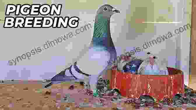 Natural And Controlled Lighting Can Influence Pigeon Breeding And Homing Instincts. Racing Pigeon Loft Construction Plans: Pigeon Avairy