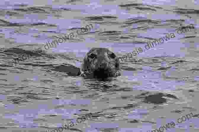 Paddle Alongside Playful Seals In Cape Cod Adventure Kayaking: Cape Cod And Marthas