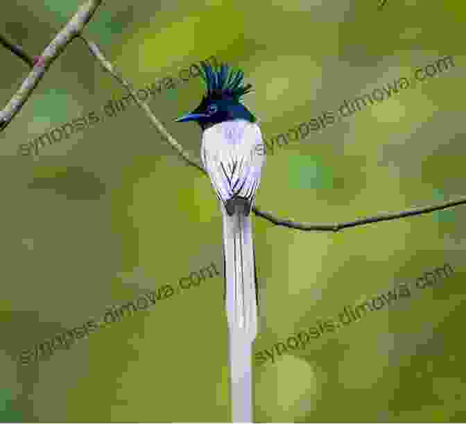 Paradise Flycatcher In Full Plumage AVITOPIA Birds Of Malawi