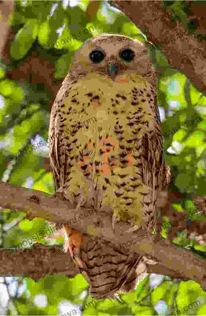 Pel's Fishing Owl's Piercing Gaze AVITOPIA Birds Of Malawi