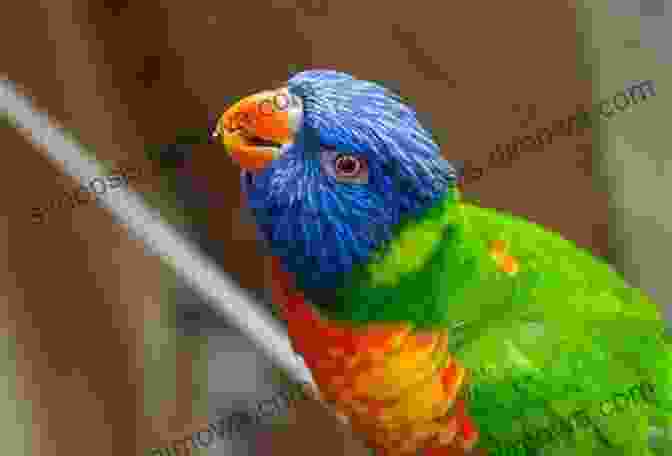 Rainbow Lorikeet AVITOPIA Birds Of Australia