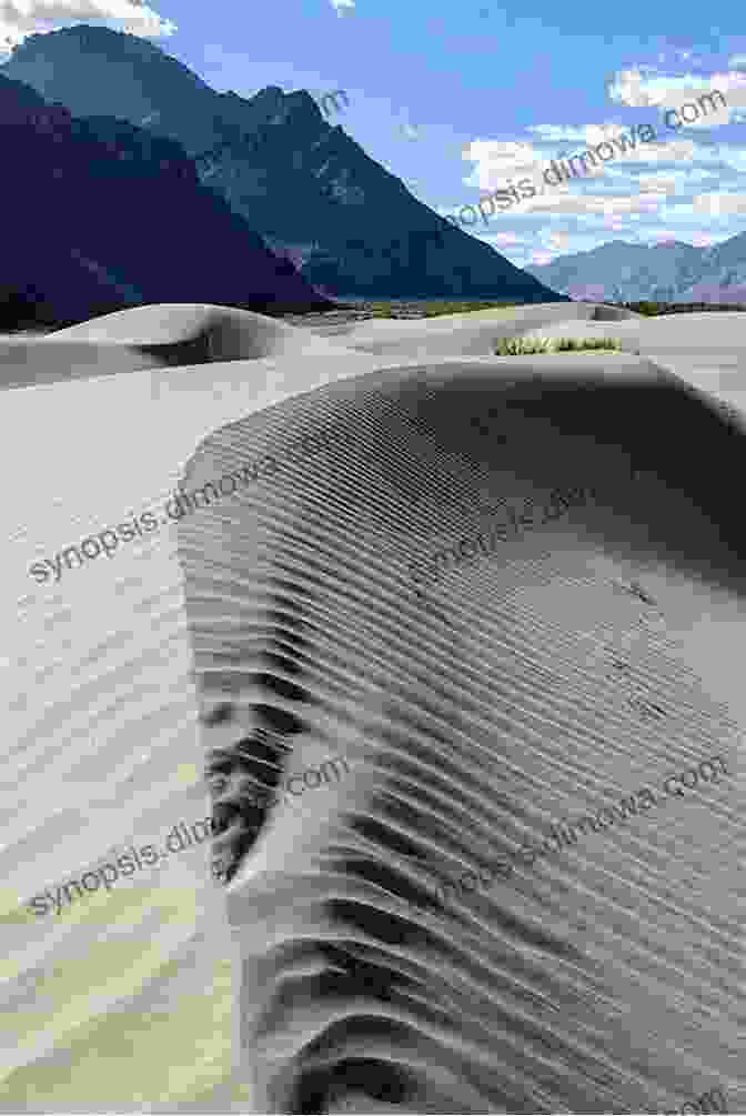 Sand Dunes In The Nubra Valley LADAKH A Journey Through Snow Sand And Stone I