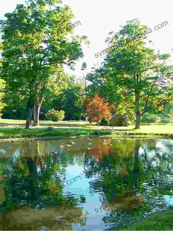 Serene Photo Of A Calm Pond In Stanley Park Reflecting The Surrounding Forest The Patron Saint Of Stanley Park