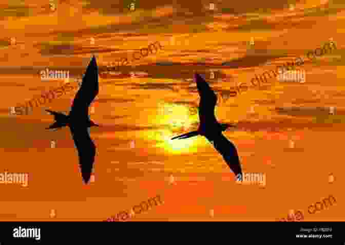 Silhouette Of Birds Flying Against A Vibrant Sunset AVITOPIA Birds Of Suriname