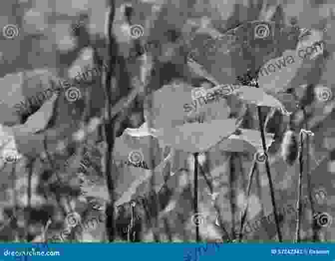 Songbird In Wartime Book Cover: A Sepia Toned Image Of A Woman Standing In A Field Of Poppies, With The Title Of The Book Emblazoned Across The Top A Songbird In Wartime Karen Dickson