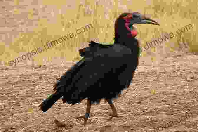 Southern Ground Hornbill Cautiously Foraging AVITOPIA Birds Of Malawi