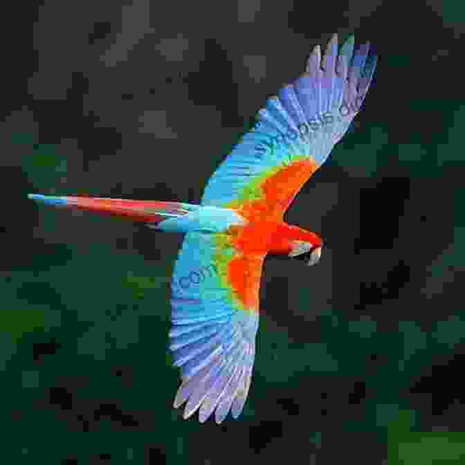 Stunning Close Up Photograph Of A Scarlet Macaw In Flight AVITOPIA Birds Of Suriname