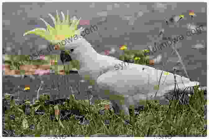 Sulphur Crested Cockatoo AVITOPIA Birds Of Australia