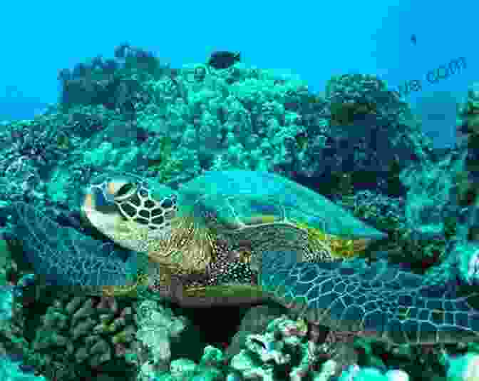 The Majestic Sea Turtle And The Powerful Buffalo, Central Characters Of The Novel The Sea Turtle And The Buffalo