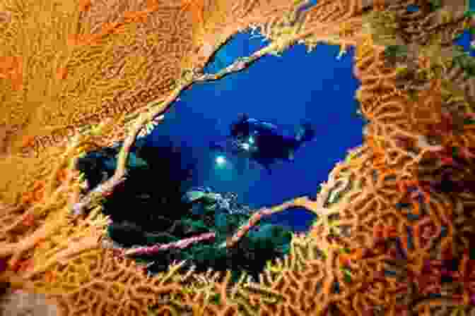 Underwater View Of Coral Reef And Marine Life In Derawan Island DON T DIE FIRST BEFORE VISITING DERAWAN ISLAND: You Only Live Once So Don T Waste Your Life Before Visiting Derawan Island