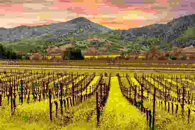 Vineyards Rolling Through The Hills Of Napa Valley Frommer S Napa And Sonoma Day By Day