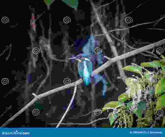 Vividly Colored Samoan Kingfisher Perched On A Branch, Surrounded By Lush Foliage. AVITOPIA Birds Of Samoa