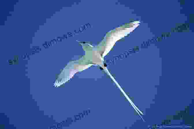 White Tailed Tropicbird Soaring Over The Indian Ocean AVITOPIA Birds Of The Republic Of Seychelles