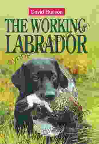 The Working Labrador David Hudson